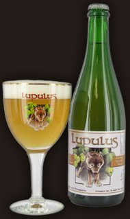 Lupulus Blonde - Cervezas Especiales